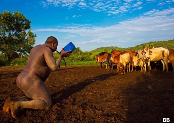 Éthiopie : Dans cette tribu, les hommes sont gavés au lait et au sang pour…