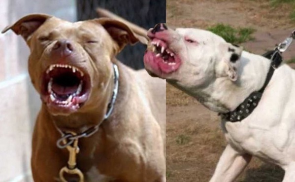 FAUX !!! Aucun pitbull n’a été tué après l’horrible agression du talibé à Pikine FAUX !!! Aucun pitbull n’a été tué après l’horrible agression du talibé à Pikine
