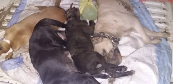 Exécution de pitbulls: Les images qui démentent le sous-préfet Exécution de pitbulls: Les images qui démentent le sous-préfet