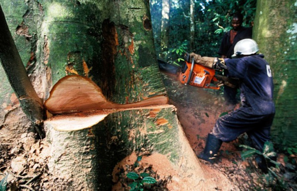 Explosive: Le Pillage de la foret Casamançaise, la vidéo qui va vous énerver (Regardez) Explosive: Le Pillage de la foret Casamançaise, la vidéo qui va vous énerver (Regardez)