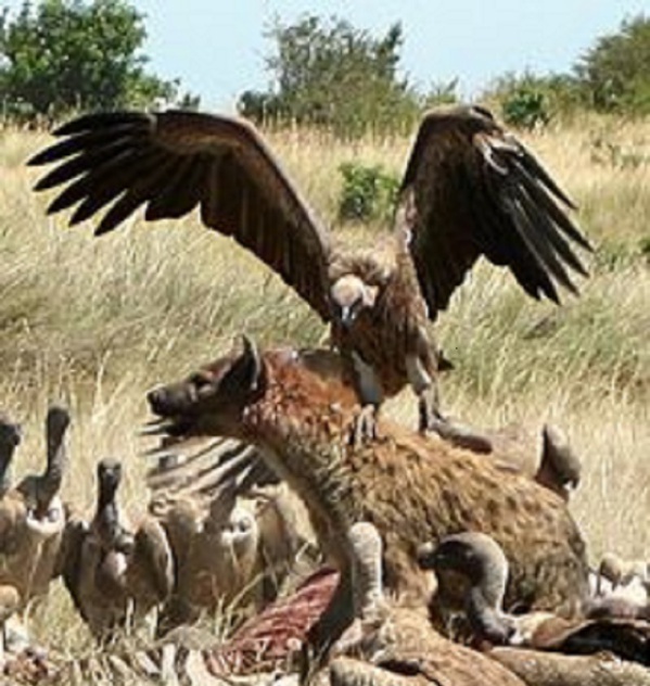 LA MESSE DES CHAROGNARDS (Par Cheikh Sadibou Diop) LA MESSE DES CHAROGNARDS (Par Cheikh Sadibou Diop)