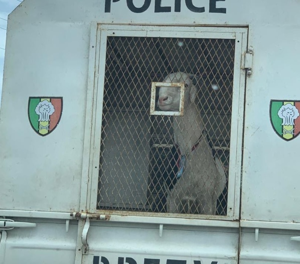 Kolda : Un militaire vole un mouton et se fait arrêter Kolda : Un militaire vole un mouton et se fait arrêter