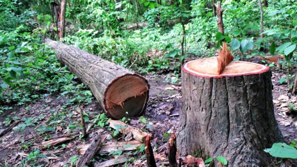 CASAMANCE : Un destin forestier en DANGER CASAMANCE : Un destin forestier en DANGER