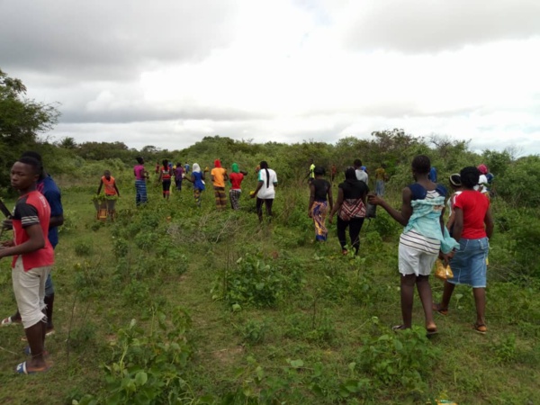 Lutte contre la "déforestation" au Sud: Le programme "Un Casamançais un arbre" lancé