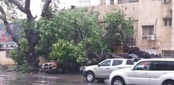 Violent orage : Un arbre déraciné par le vent, fait des dégâts devant Sorano...