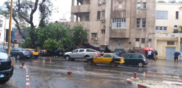 Violent orage : Un arbre déraciné par le vent, fait des dégâts devant Sorano... Violent orage : Un arbre déraciné par le vent, fait des dégâts devant Sorano...