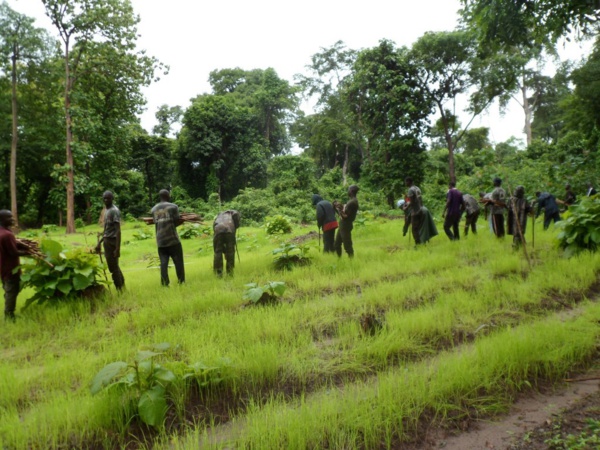 Serait-il possible de rêver d’une paix en Casamance ? (Par Nicolas Silandibithe BASSENE) Serait-il possible de rêver d’une paix en Casamance ? (Par Nicolas Silandibithe BASSENE)