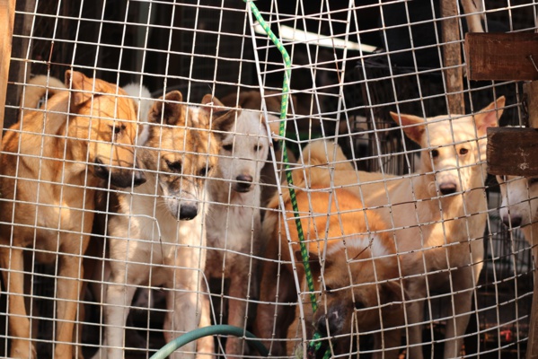 A Ziguinchor 450 chiens abattus en six jours A Ziguinchor 450 chiens abattus en six jours