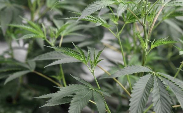 Covid-19 : Le cannabis plus efficace que l'hydroxychloroquine Covid-19 : Le cannabis plus efficace que l'hydroxychloroquine