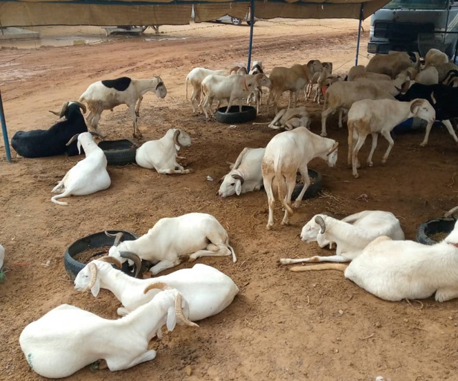 Tabaski 2020: La Cifar ravitaille 65 familles. Des moutons,10 mille masques et 3 millions remis... Tabaski 2020: La Cifar ravitaille 65 familles. Des moutons,10 mille masques et 3 millions remis...