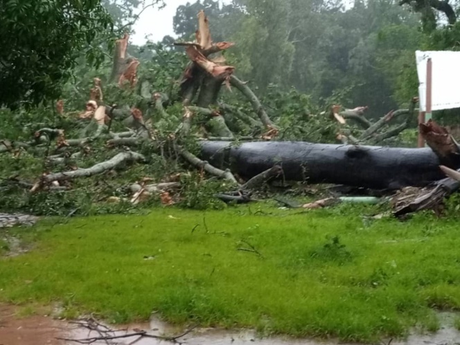 Pluies torrentielles à Ouonck: Deux fromagers terrassés et la tribune publique "défigurée" Pluies torrentielles à Ouonck: Deux fromagers terrassés et la tribune publique "défigurée"
