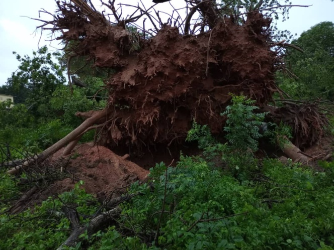 Pluies torrentielles à Ouonck: Deux fromagers terrassés et la tribune publique "défigurée" Pluies torrentielles à Ouonck: Deux fromagers terrassés et la tribune publique "défigurée"