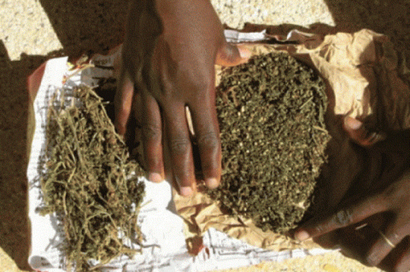 Ziguinchor: Plus de 9kg de chanvre indien saisis par la Douane