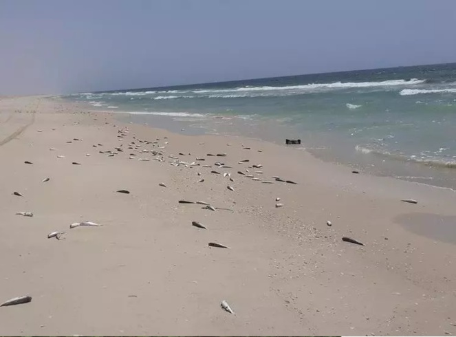 Mauritanie: des millions de poissons morts échoués sur les plages de Nouakchott Mauritanie: des millions de poissons morts échoués sur les plages de Nouakchott