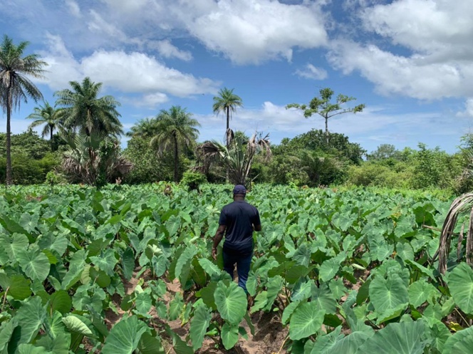 Ziguinchor: Dans son village, Abdoulaye Baldé visite ses champs