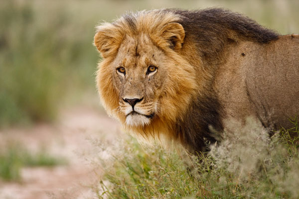 Oussouye: Ce lion hante le sommeil de la population