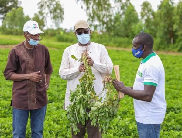 Commercialisation de l’arachide : Macky Sall pour  le contrôle "systématique" des opérations de la campagne