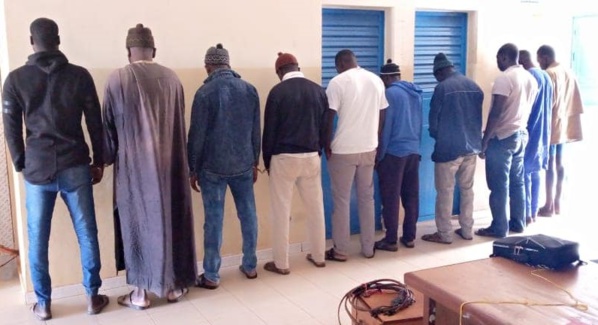 THIES: Des voleurs de bétail arrêtés THIES: Des voleurs de bétail arrêtés