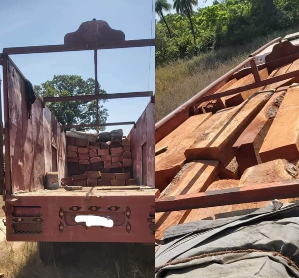 SEDHIOU : La gendarmerie interpelle un trafiquant de bois avec 141 troncs de madriers SEDHIOU : La gendarmerie interpelle un trafiquant de bois avec 141 troncs de madriers