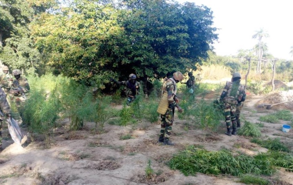 Bignona: Deux champs de cannabis découverts par l'armée (Photos) Bignona: Deux champs de cannabis découverts par l'armée (Photos)