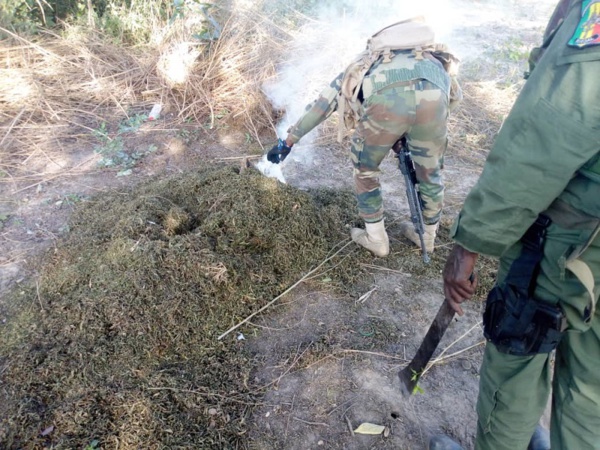 Bignona: Deux champs de cannabis découverts par l'armée (Photos) Bignona: Deux champs de cannabis découverts par l'armée (Photos)