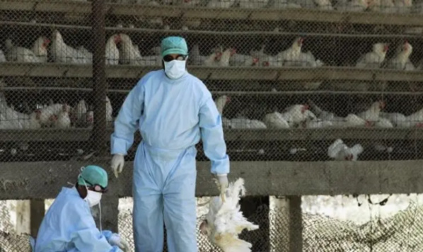 Le Sénégal, enregistre ses premiers cas grippe aviaire