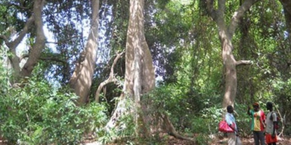 LA FORET CASAMANÇAISE:  Zone à risque et sous le contrôle de bandes armées