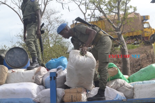 Diourbel : 45,3 kilos de chanvre indien saisis et 77 personnes interpellées en 2020