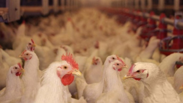 La grippe aviaire plombe le business des aviculteurs 