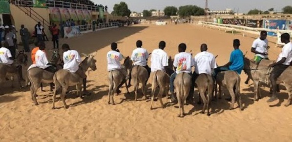 Course à Mbacké : L'âne qui porte le nom d'Adji Sarr a fait une chute spéculaire
