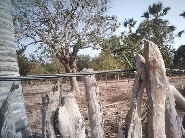 Bignona: Quand la Senelec joue avec la vie des populations du village de Tendouck Bignona: Quand la Senelec joue avec la vie des populations du village de Tendouck