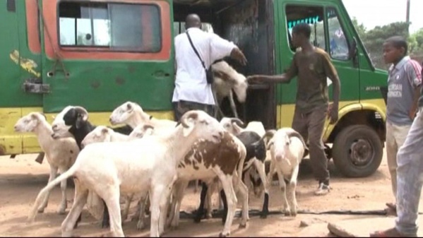 Non-respect du protocole signé avec le gouvernement: Vers le boycott du transport des moutons de Tabaski
