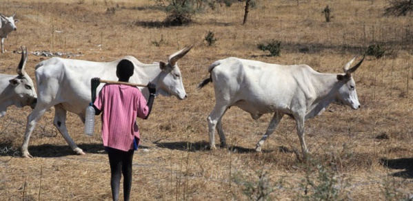 À Linguère, 07 béliers tués par la foudre