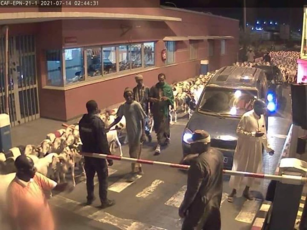 Divagation de moutons sur l'autoroute: le troupeau appartenait au député Farba Ngom Divagation de moutons sur l'autoroute: le troupeau appartenait au député Farba Ngom