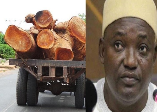 14 troncs de vène saisis: Comment la Gambie “saigne” le Sénégal (Vidéo) 14 troncs de vène saisis: Comment la Gambie “saigne” le Sénégal (Vidéo)