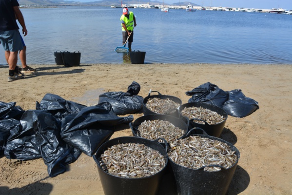 Espagne : des tonnes de poissons morts en mer Mineure à cause d’une pollution aux nitrates Espagne : des tonnes de poissons morts en mer Mineure à cause d’une pollution aux nitrates