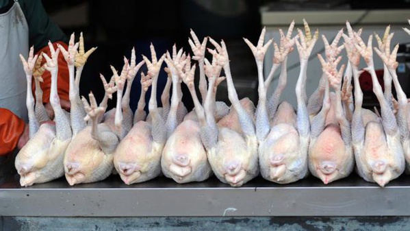 Colonel Fatiga : "méfie-vous des poulets congelés en provenance de l’extérieur" Colonel Fatiga : "méfie-vous des poulets congelés en provenance de l’extérieur"