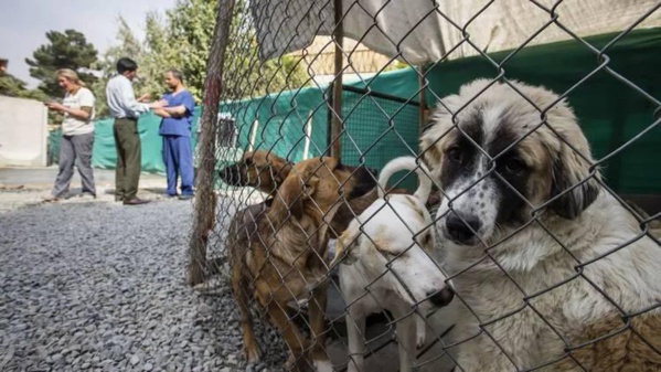 Afghanistan : Une évacuation britannique de 200 chiens et chats fait polémique