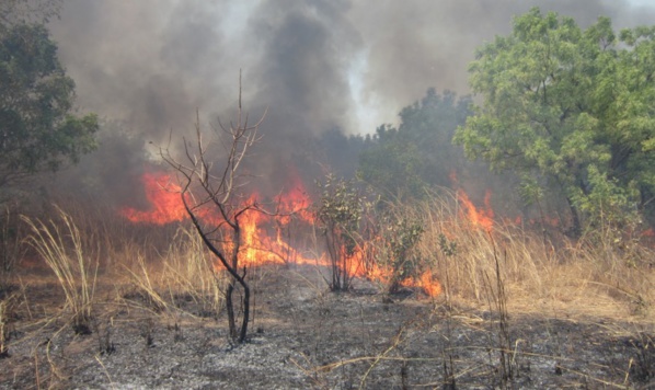 Matam :Le feu ravage des champs d’arachide et de niébé