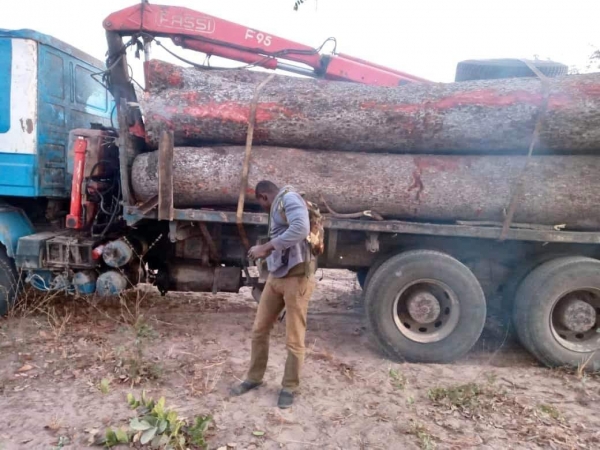 Trafic transfrontalier : 8 coupeurs de bois arrêtés en Casamance