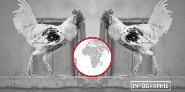 Poulet importé vs poulet local : la guerre de la volaille fait rage en Afrique