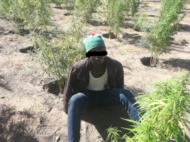 Champs de Yamba détruits : Un suspect arrêté à Sindian Champs de Yamba détruits : Un suspect arrêté à Sindian