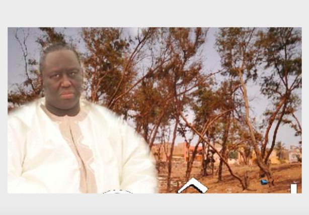 Bande des filaos de Guédiawaye : 320 conseillers municipaux reçoivent chacun une parcelle, des lutteurs et... Bande des filaos de Guédiawaye : 320 conseillers municipaux reçoivent chacun une parcelle, des lutteurs et...