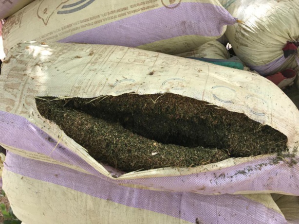 Bignona : une dizaine de sacs de chanvre saisis auprès des bases du MFDC Bignona : une dizaine de sacs de chanvre saisis auprès des bases du MFDC