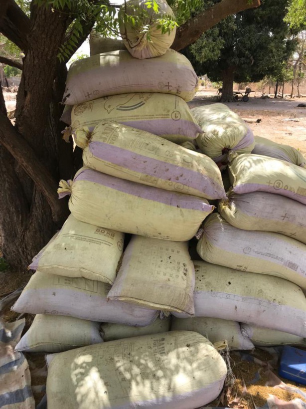 Bignona : une dizaine de sacs de chanvre saisis auprès des bases du MFDC