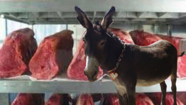 Dakar, un Nigérian arrêté avec un chariot contenant de la viande d’âne Dakar, un Nigérian arrêté avec un chariot contenant de la viande d’âne