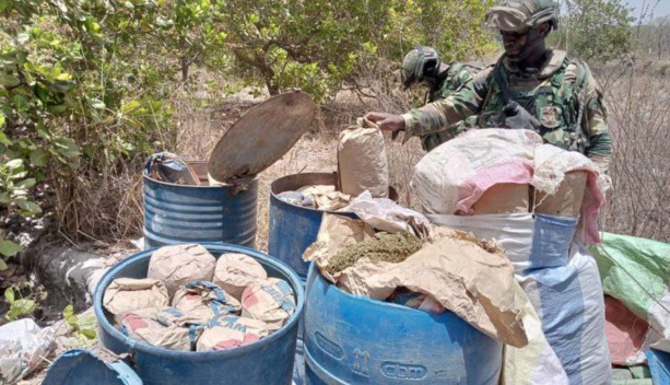 Casamance : L’Armée nationale a saisi plusieurs tonnes de chanvre indien dans des bases rebelles