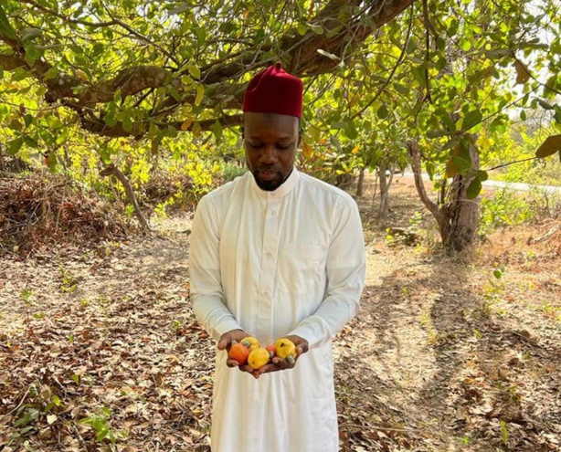 Fruits qui pourrissent en Casamance : Sonko tacle Macky