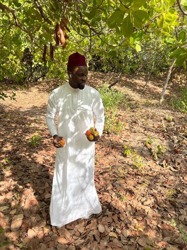 Fruits qui pourrissent en Casamance : Sonko tacle Macky