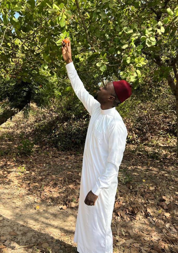 Fruits qui pourrissent en Casamance : Sonko tacle Macky Fruits qui pourrissent en Casamance : Sonko tacle Macky